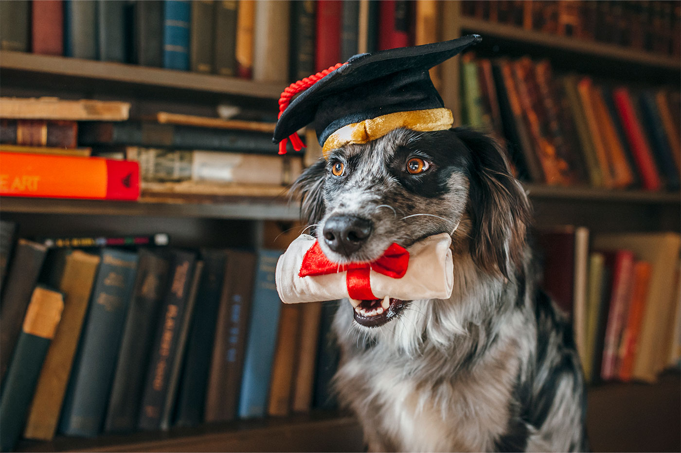 Back to School K9 Scholar - Image 3