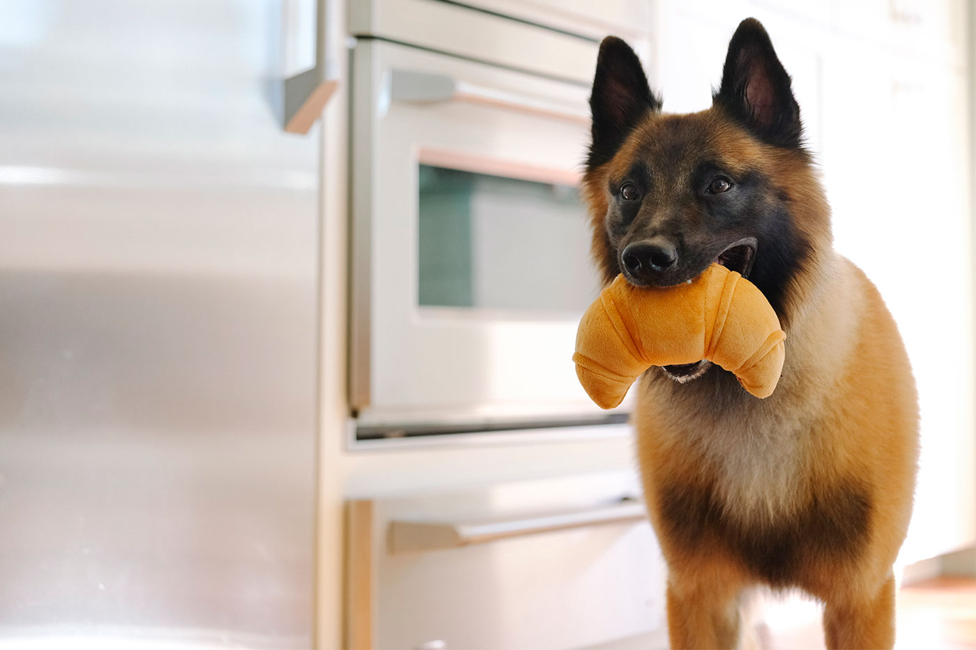 Barking Brunch Pup’s Pastry - Image 3