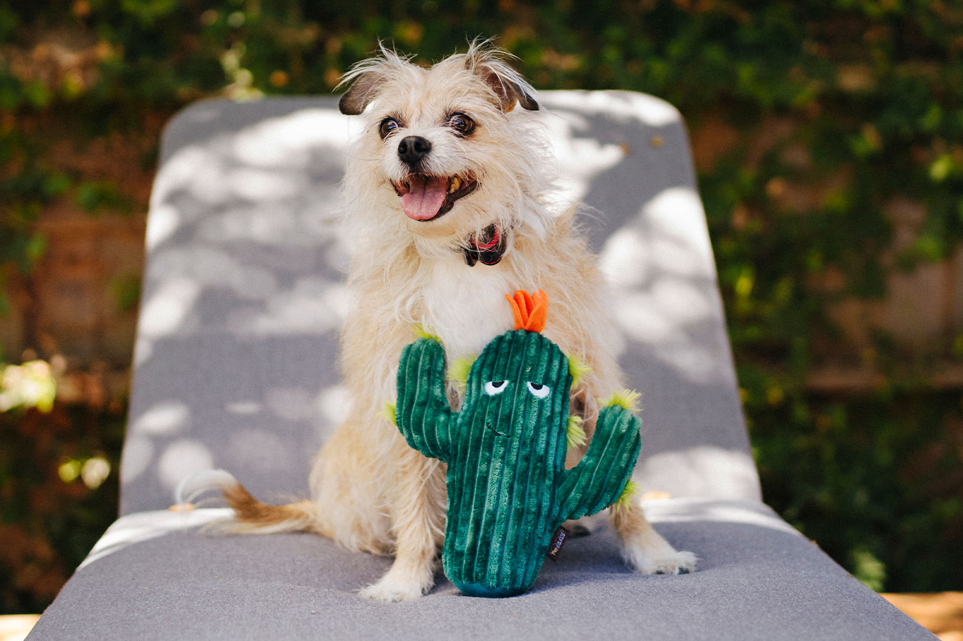 Blooming Buddies Prickly Pup Cactus - Image 3