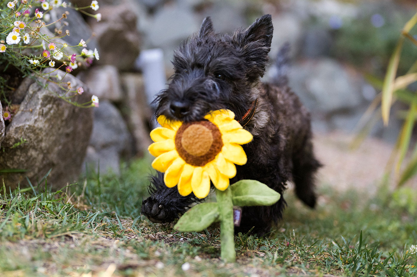 Blooming Buddies Sassy Sunflower - Image 3