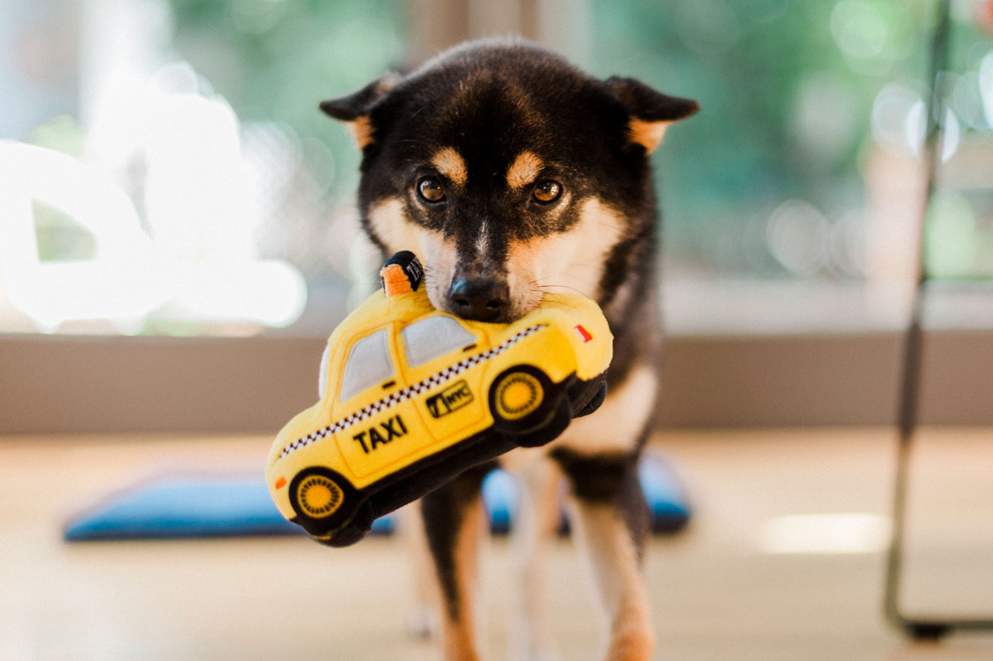 Canine Commute New Yap City Taxi - Image 3