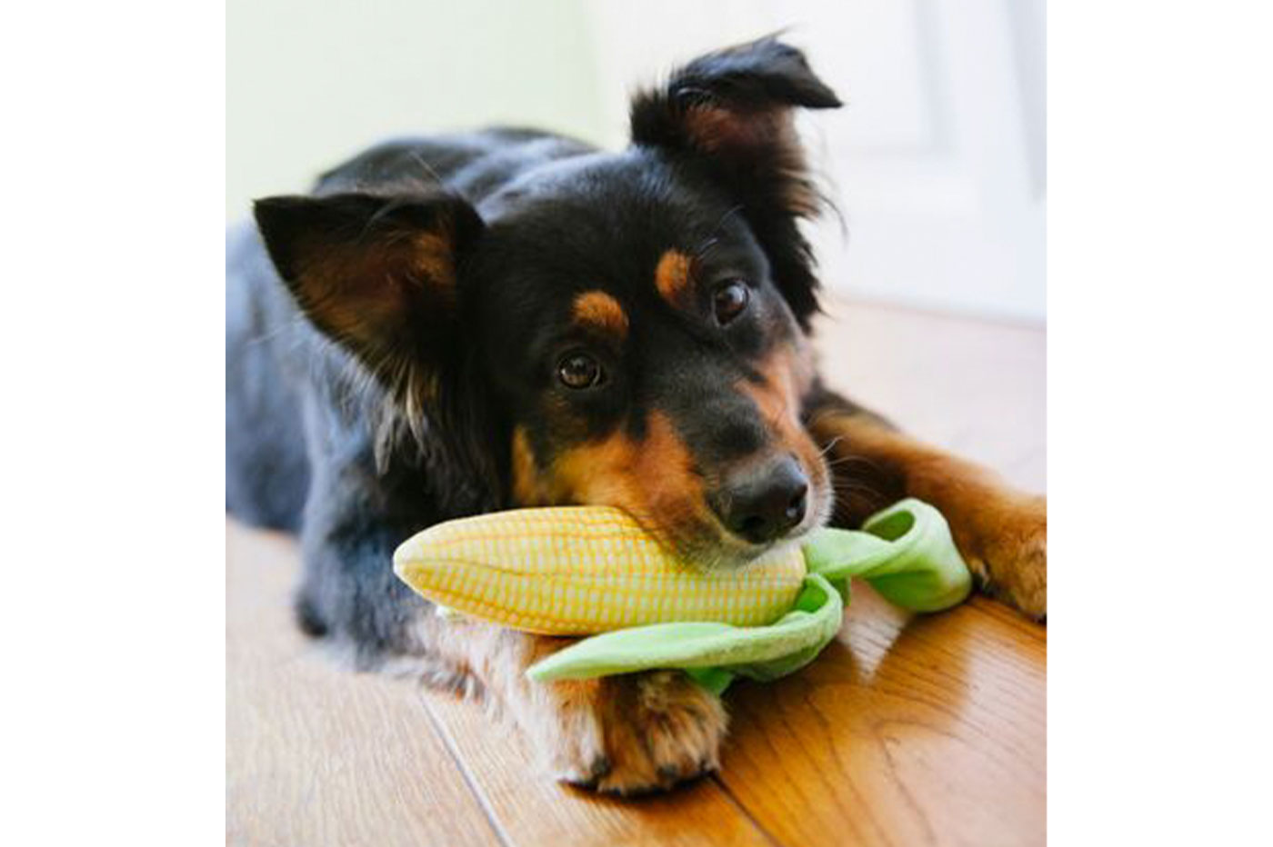 Farm Fresh Corn - Image 3