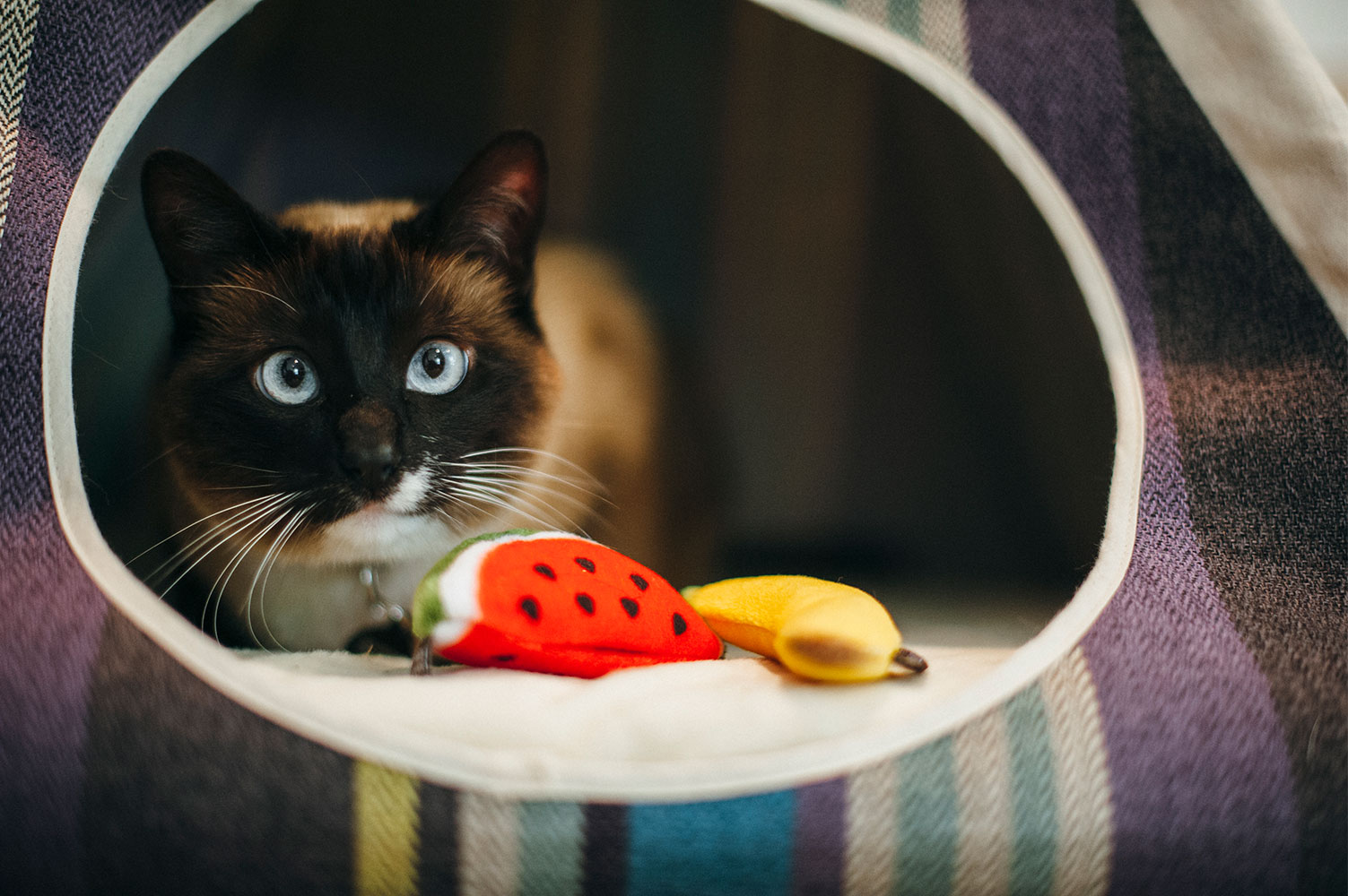 Feline Frenzy Food Tutti Fur-utti Cat Toy - Image 3
