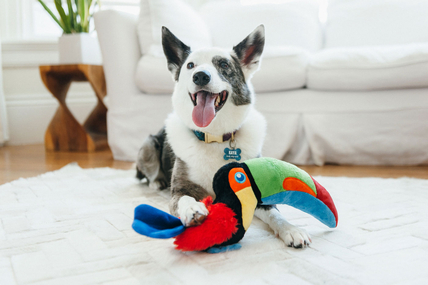 Fetching Flock Tito the Toucan - Image 4
