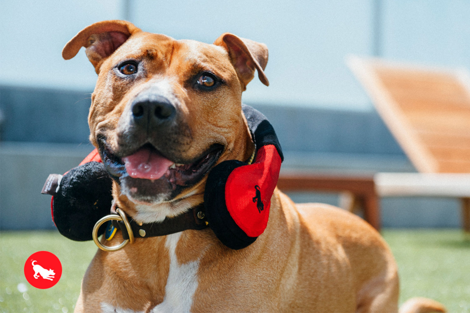 Globetrotter Howling Hound Headphones - Image 3