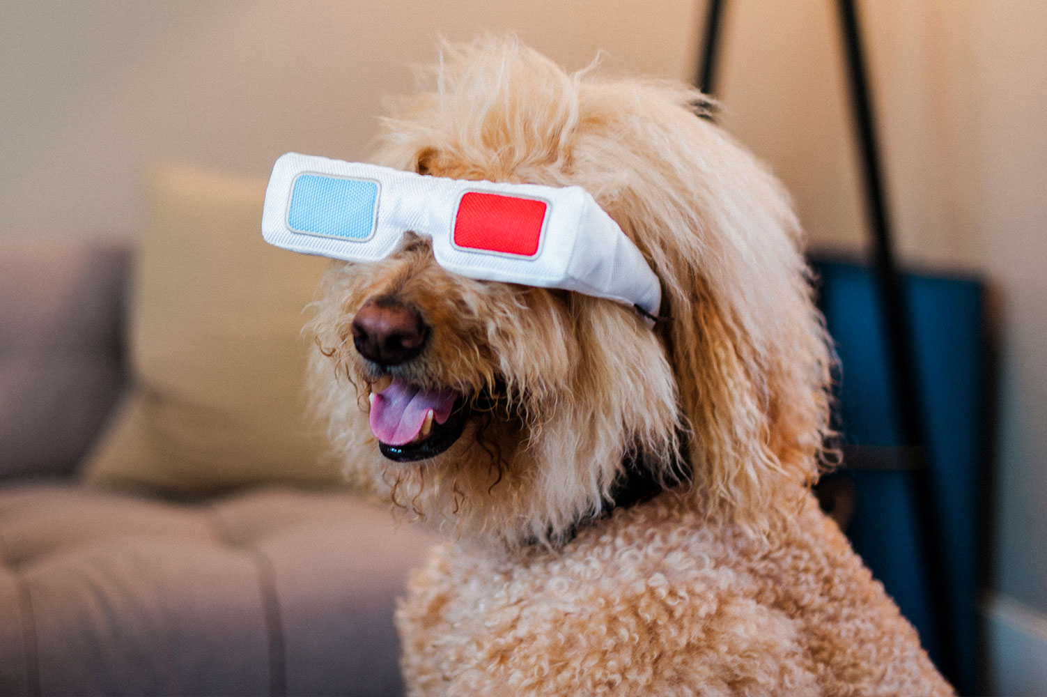 Hollywoof Cinema 3-Dog Glasses - Image 3