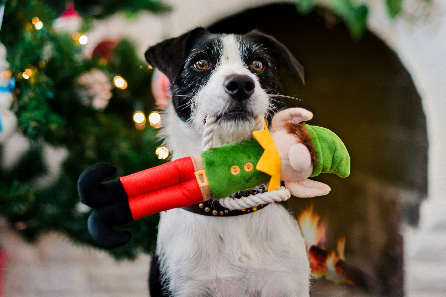 Merry Woofmas Santa's Little Elf-er - Image 3