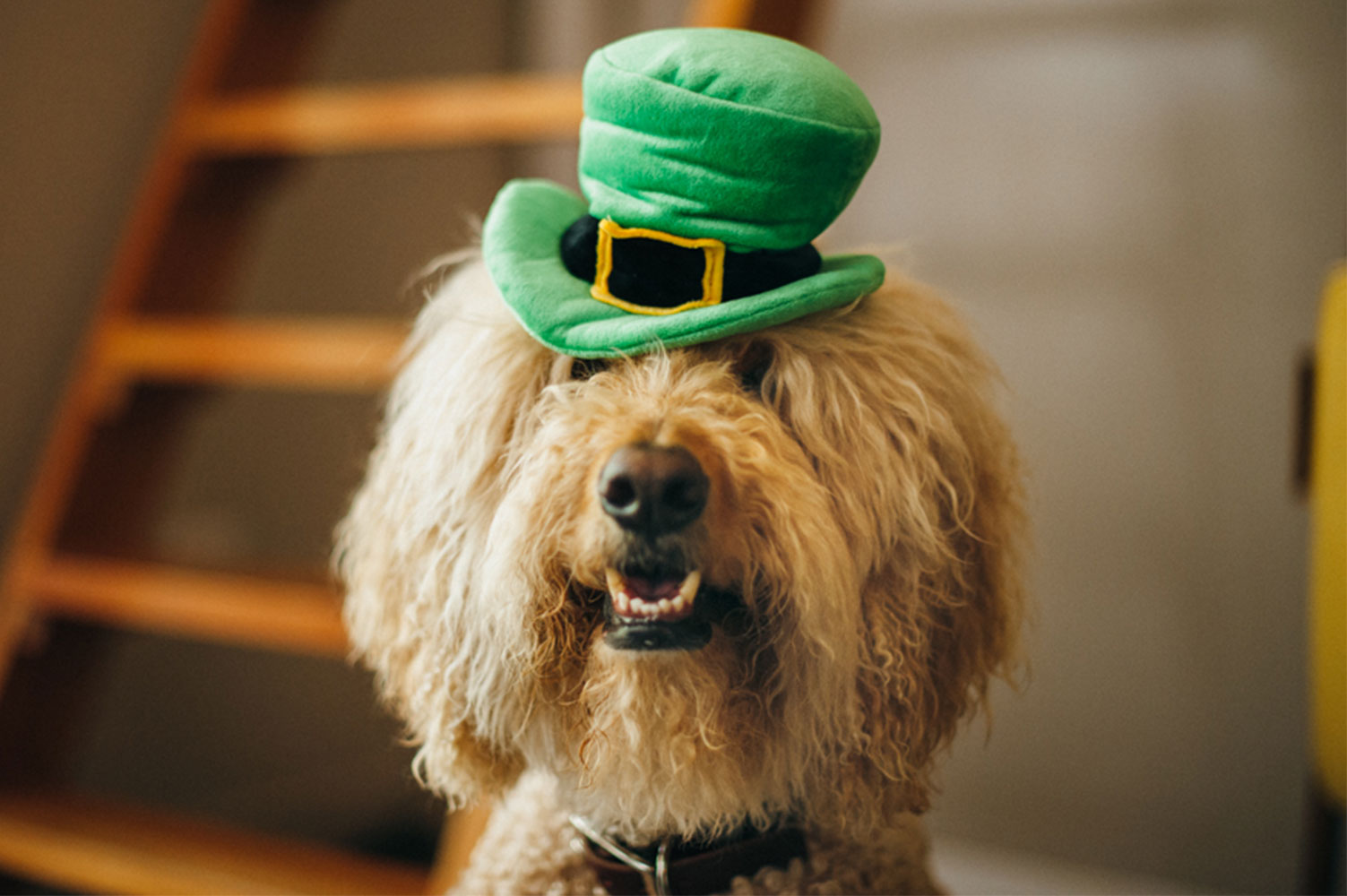 Mutt Hatter Leprechaun Hat - Image 5
