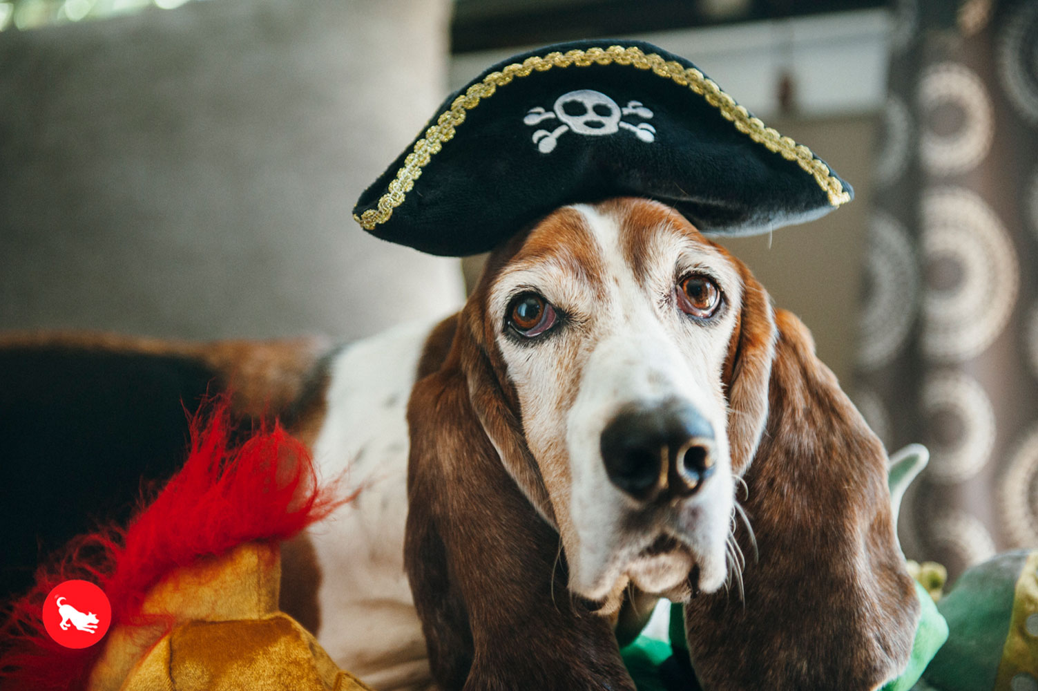 Mutt Hatter Pirate Hat - Image 5