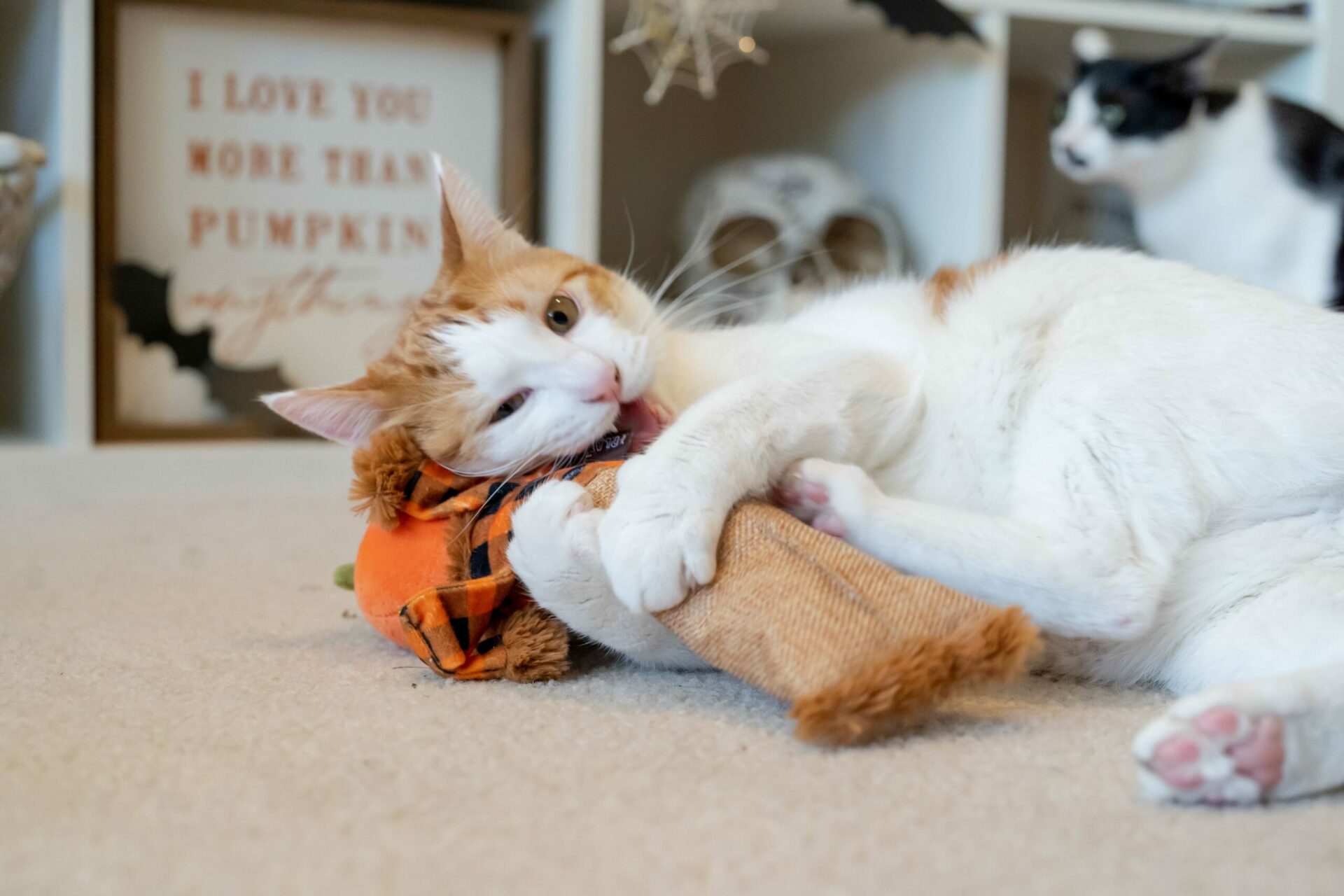 Feline Frenzy Halloween Kicker Scaredy Crow Cat Toy - Image 3
