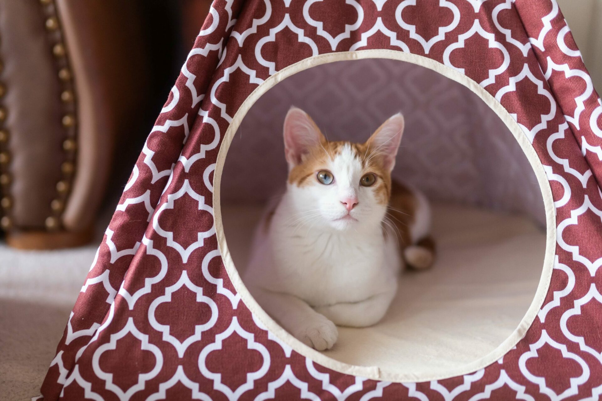 Moroccan Marsala Pet Teepee - Image 4