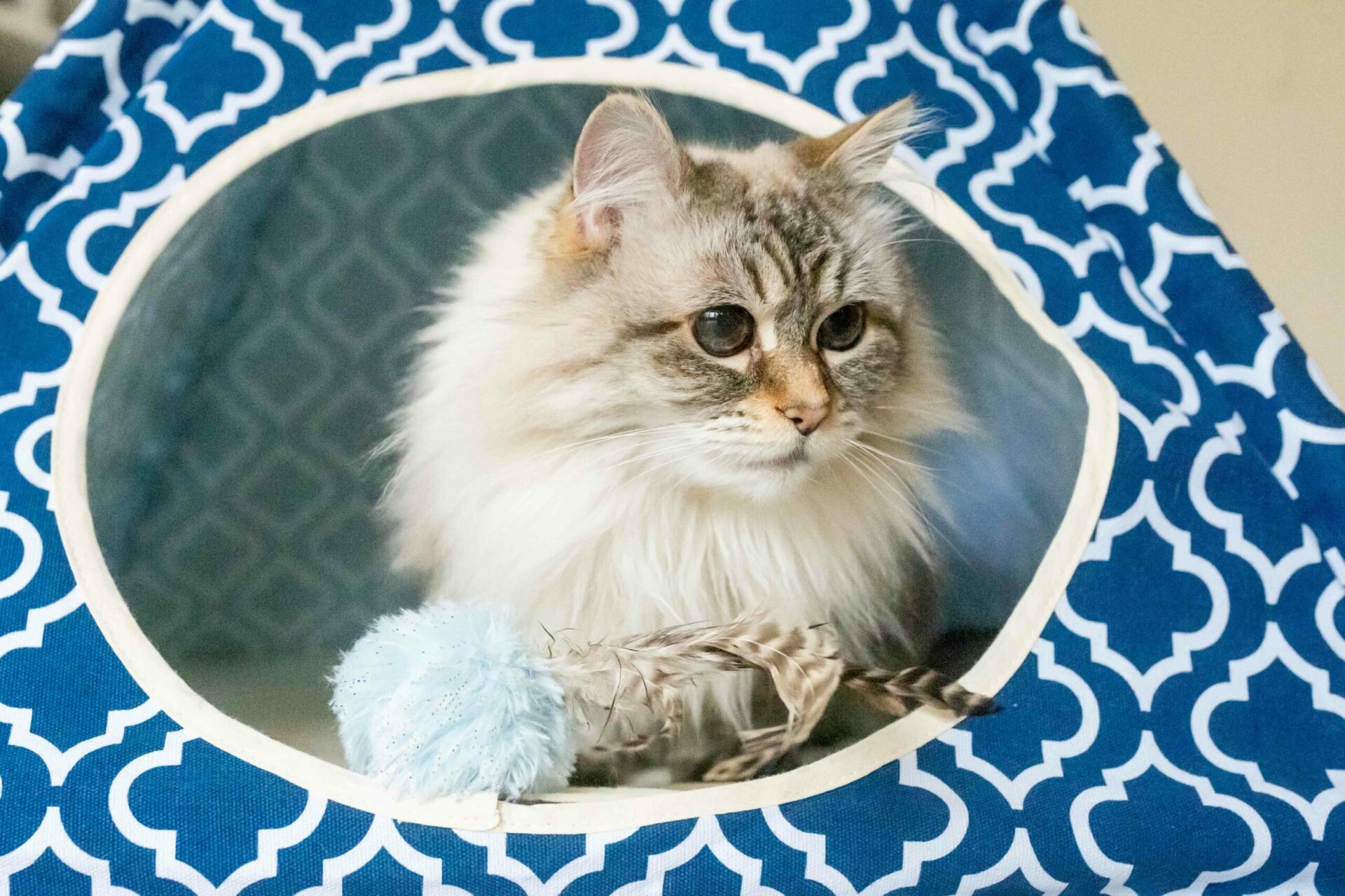 Moroccan Navy Blue Pet Teepee - Image 7