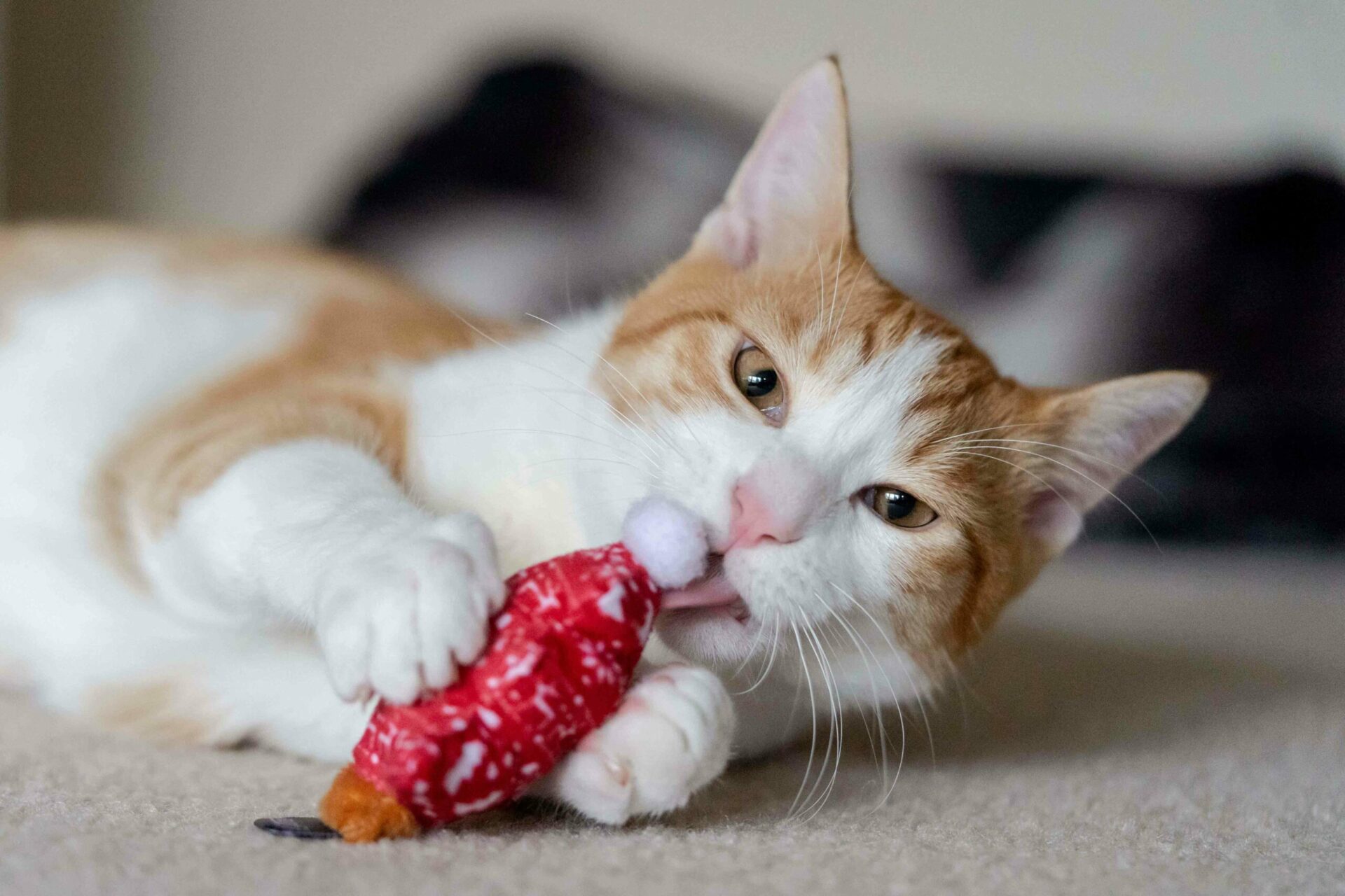 Feline Frenzy Holiday Meowy Christmas Cat Toy - Image 3