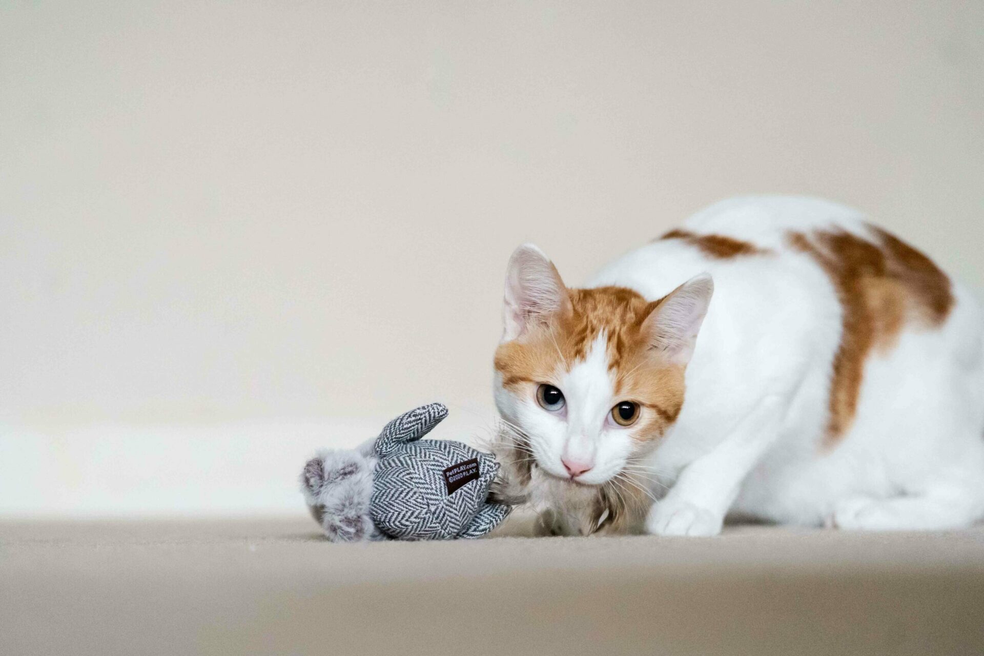 Feline Frenzy Holiday Blissful Birdie Cat Toy - Image 3