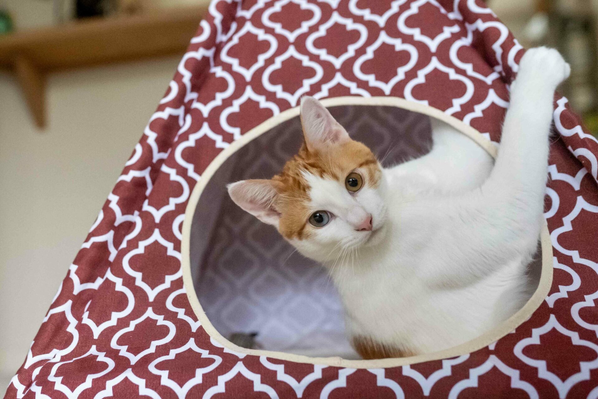 Moroccan Marsala Pet Teepee - Image 7