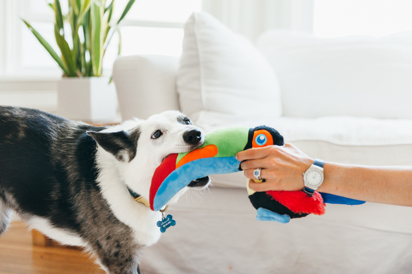 Fetching Flock Tito the Toucan - Image 5