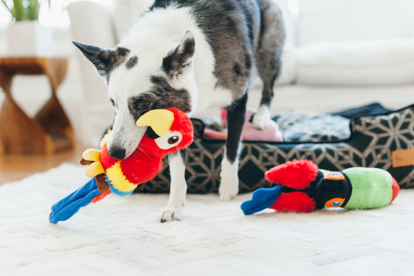 Fetching Flock Paula the Parrot - Image 4