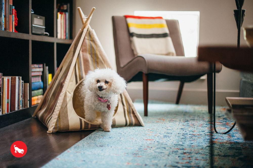Seacoast Horizon Pet Teepee - Image 5