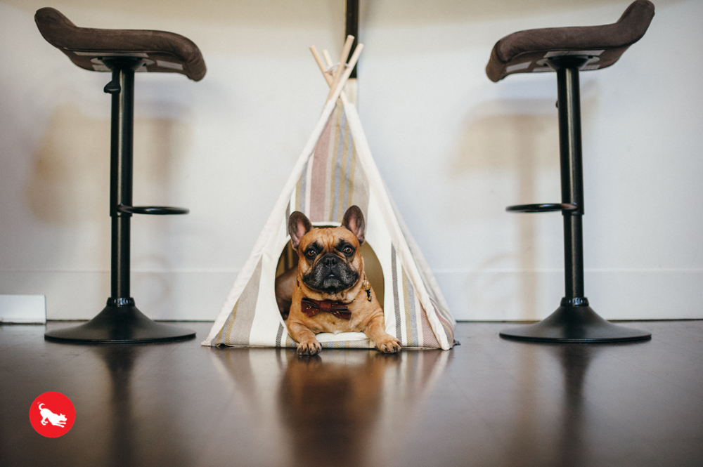 Seacoast Horizon Pet Teepee - Image 4