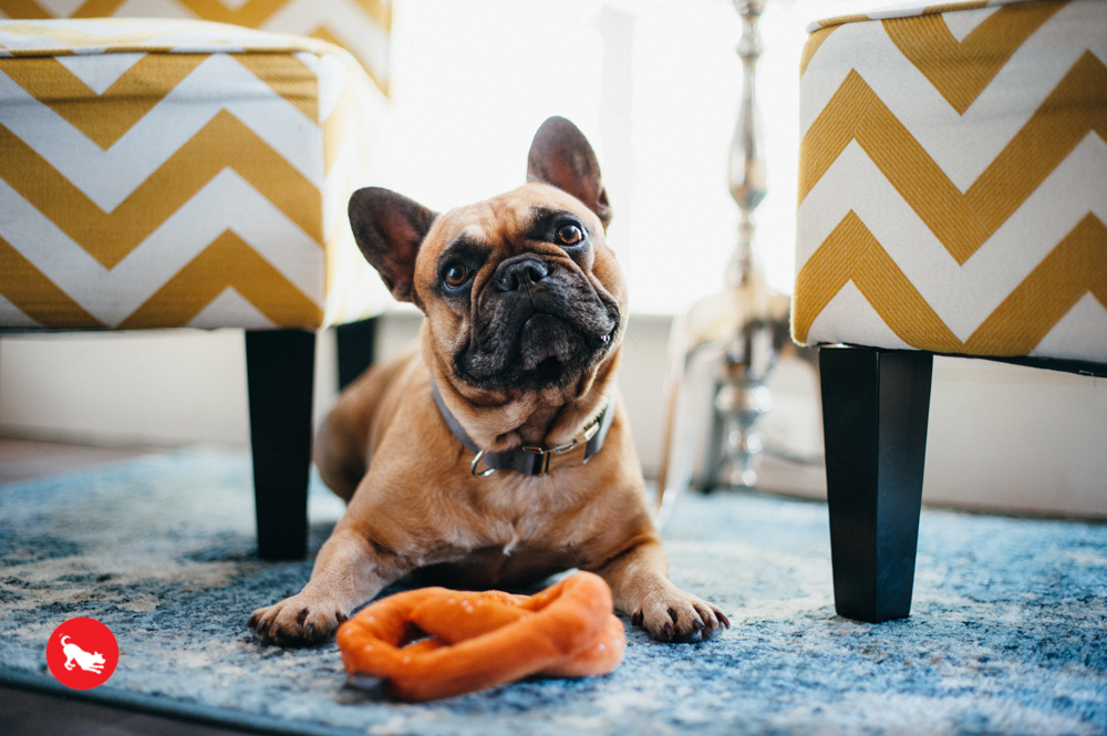International Classic Poochie Pretzel - Image 3