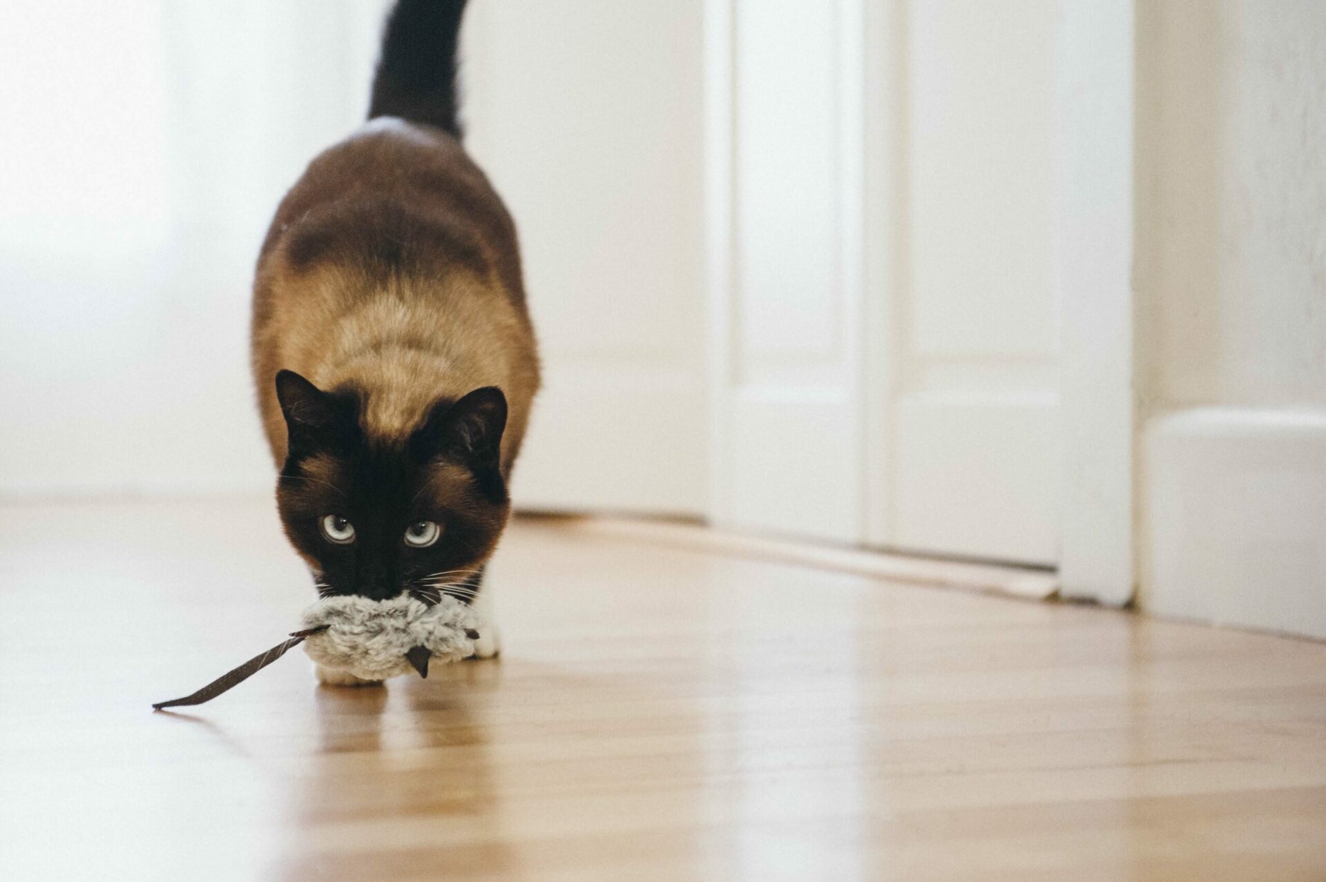 Feline Frenzy Critter Catch a Meowse Cat Toy - Image 2