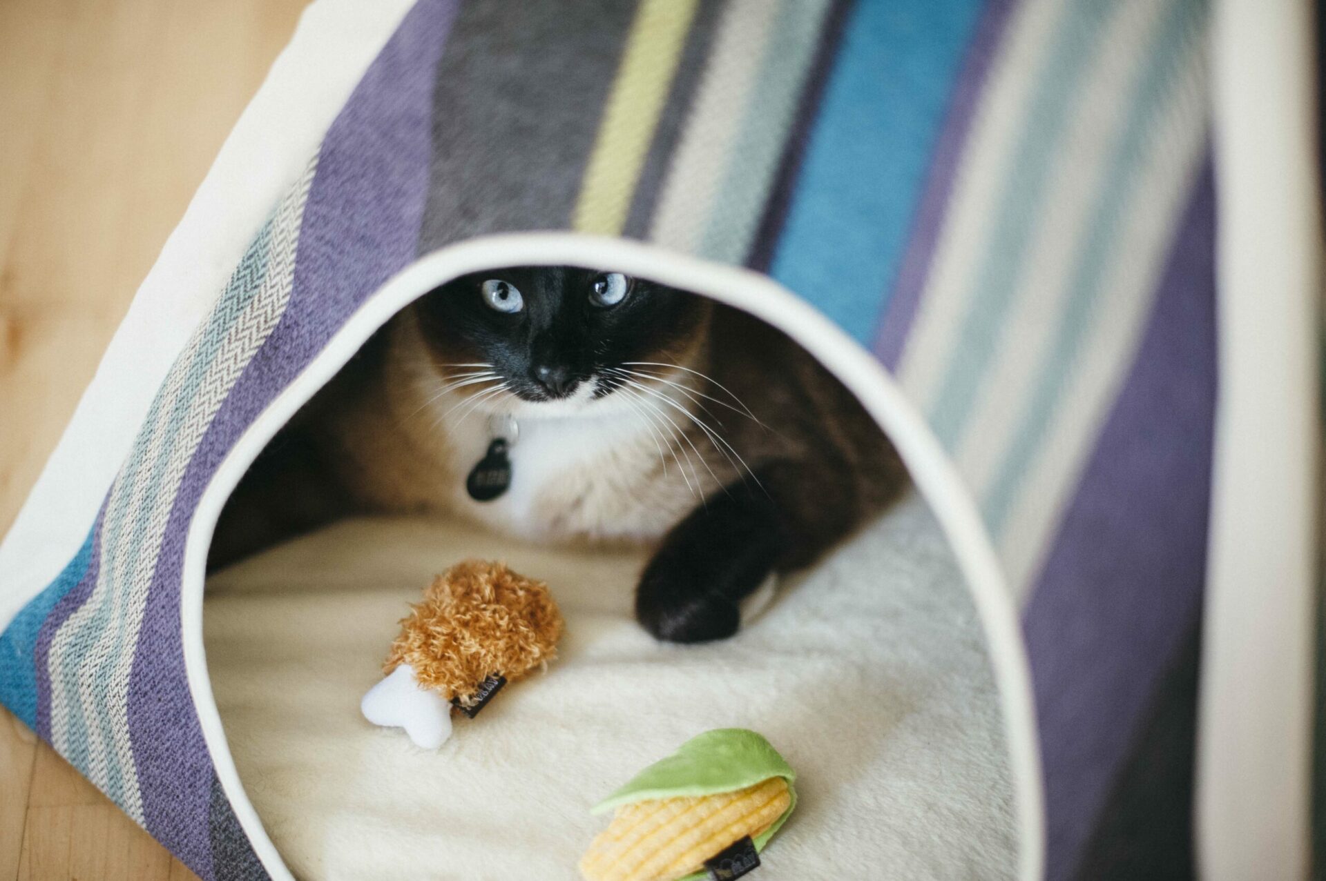 Feline Frenzy Food Purrfect Picnic Cat Toy - Image 3
