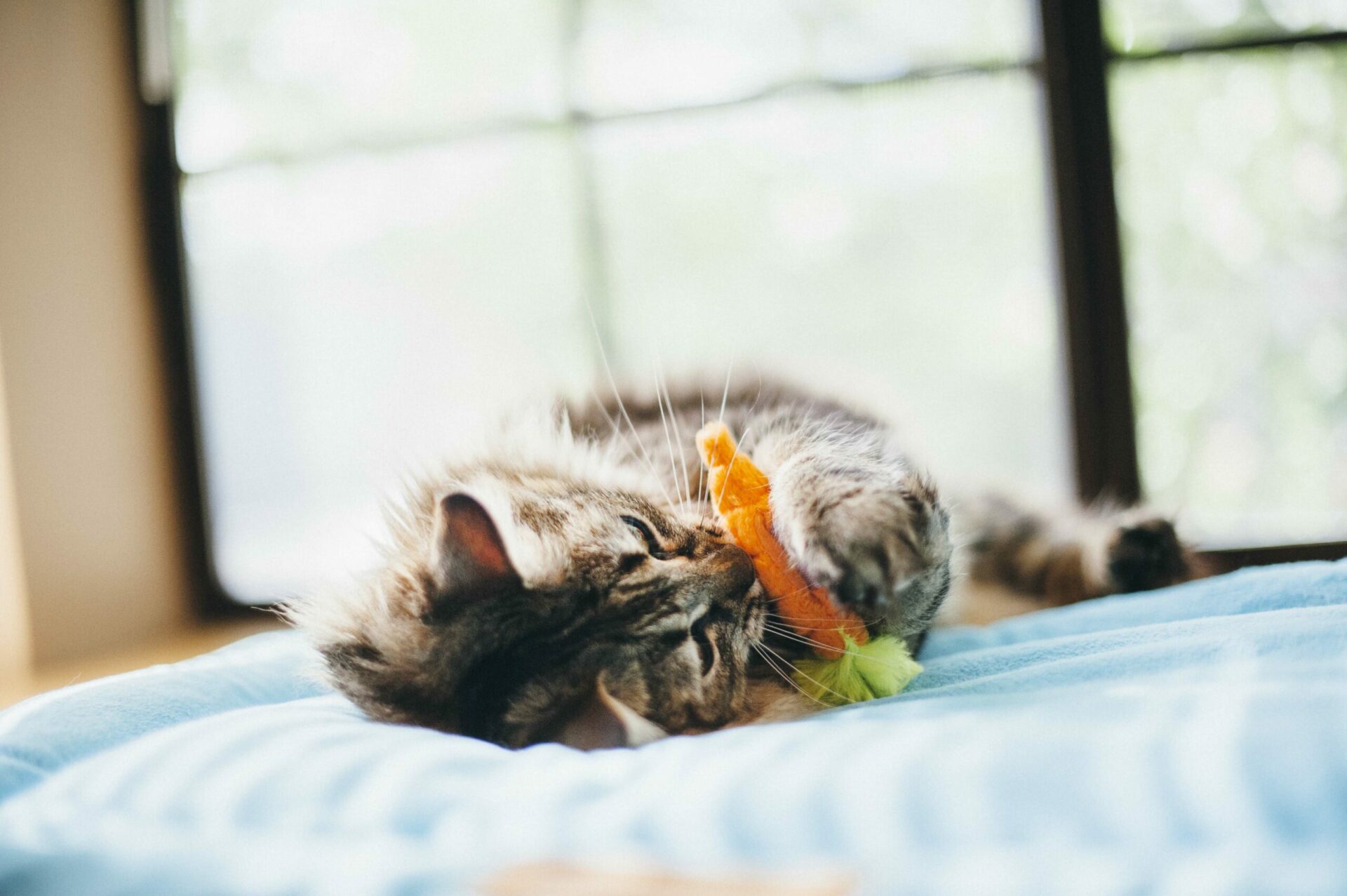 Feline Frenzy Food Farm to Tabby Cat Toy - Image 3