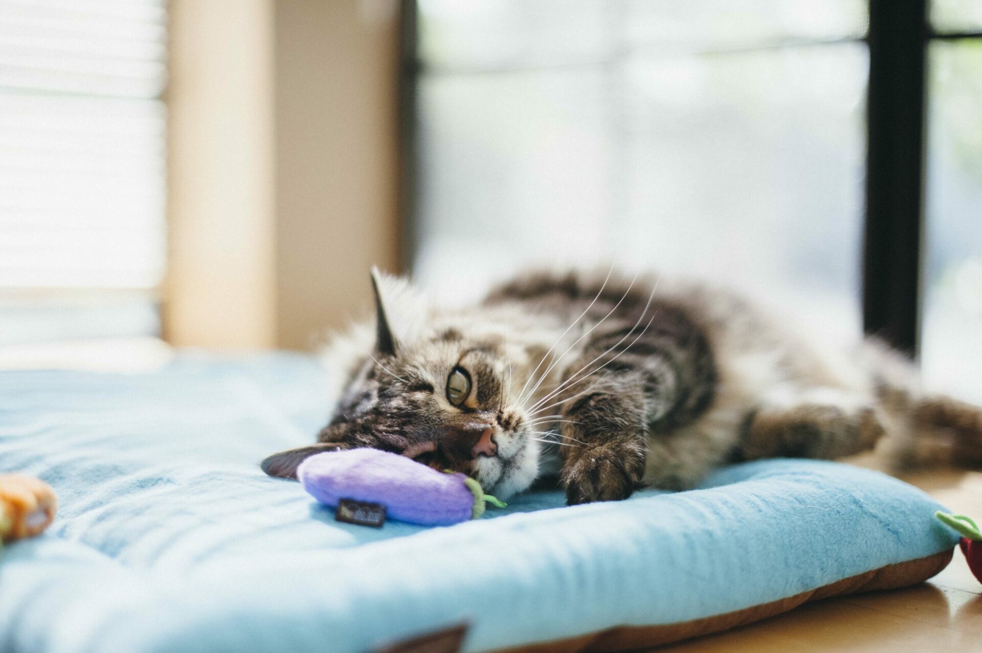 Feline Frenzy Food Farm to Tabby Cat Toy - Image 4