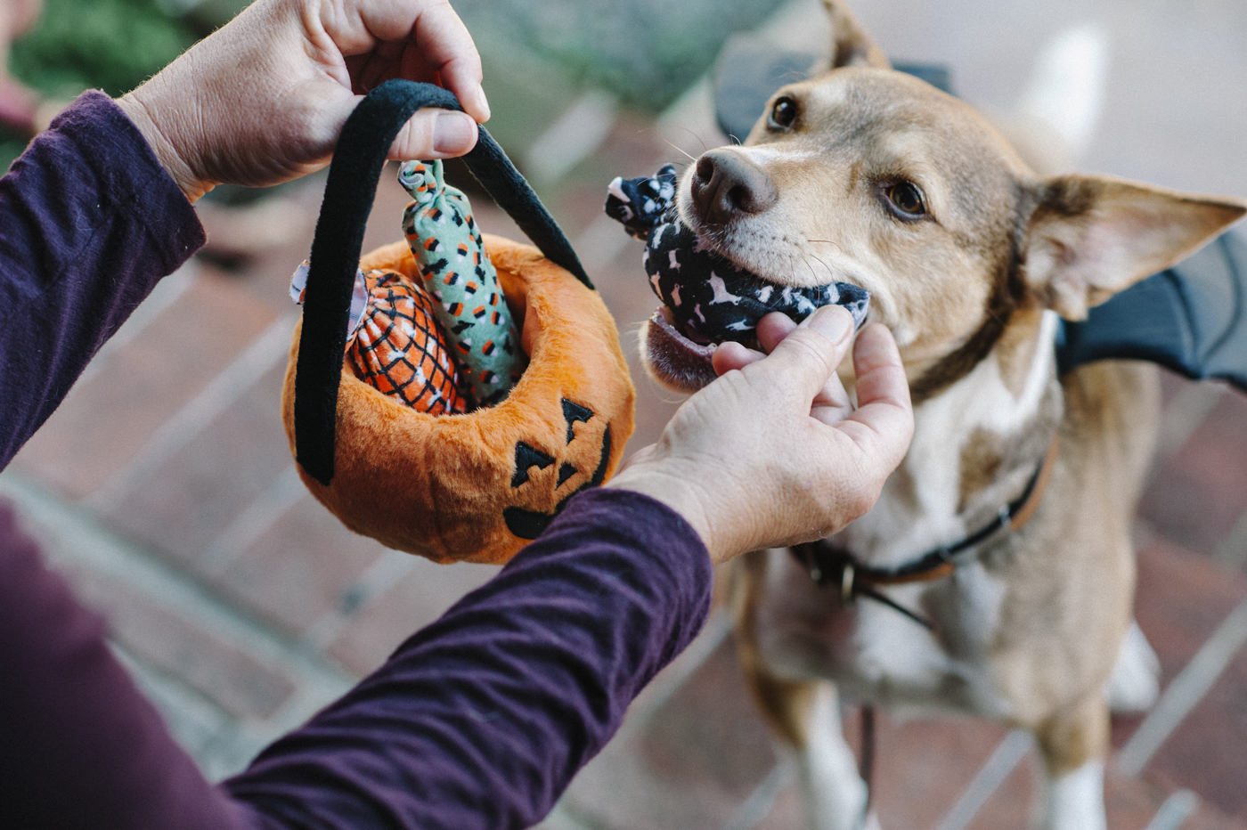 Howl-o-ween Treat Basket - Image 5