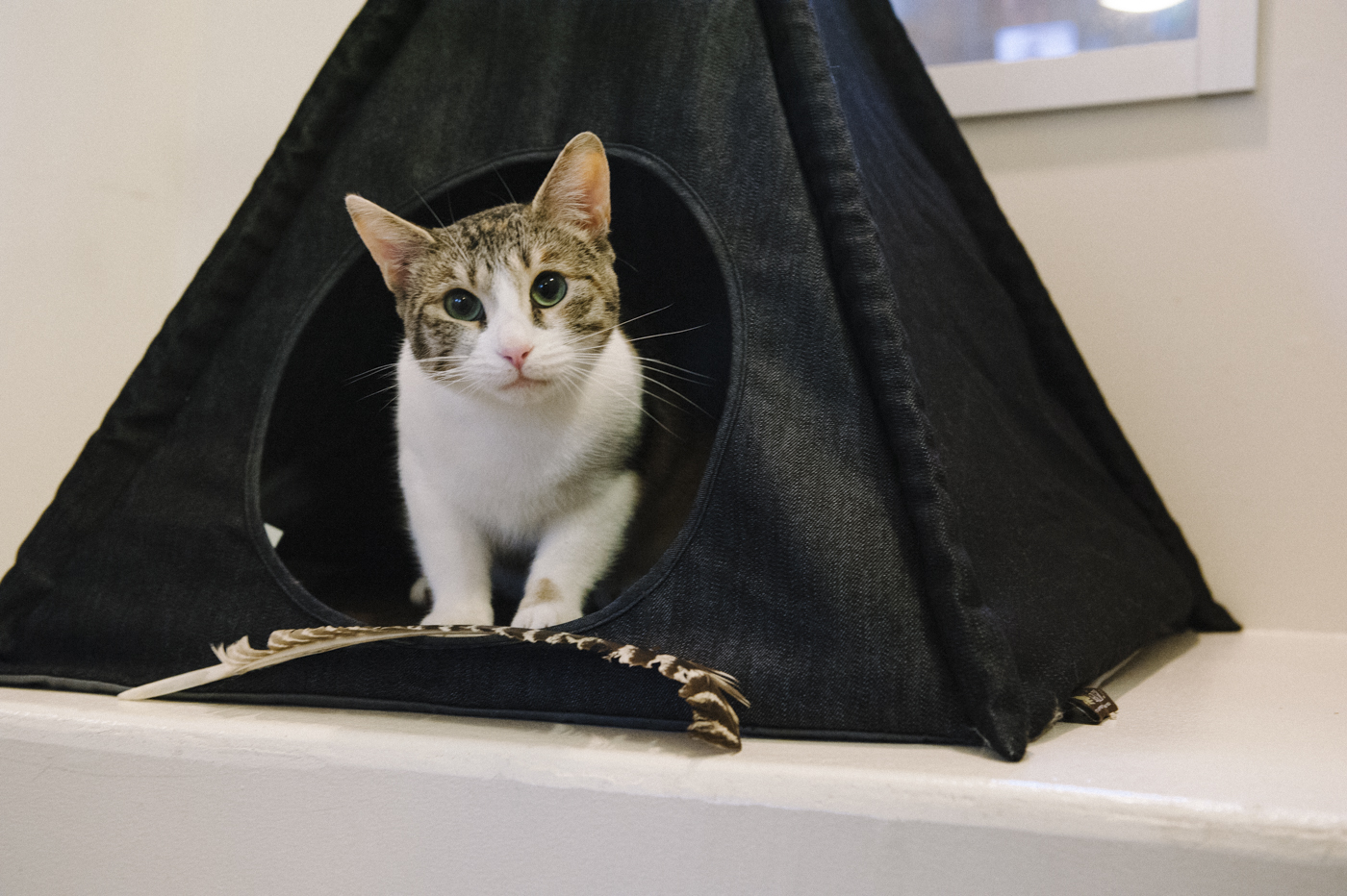 Urban Denim Pet Teepee - Image 4