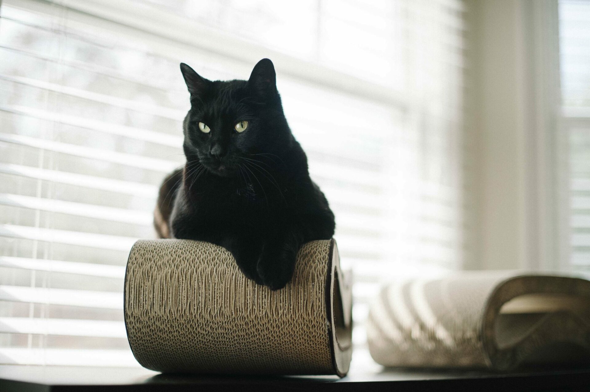 Espresso Savannah Leeloo Scratcher - Image 3