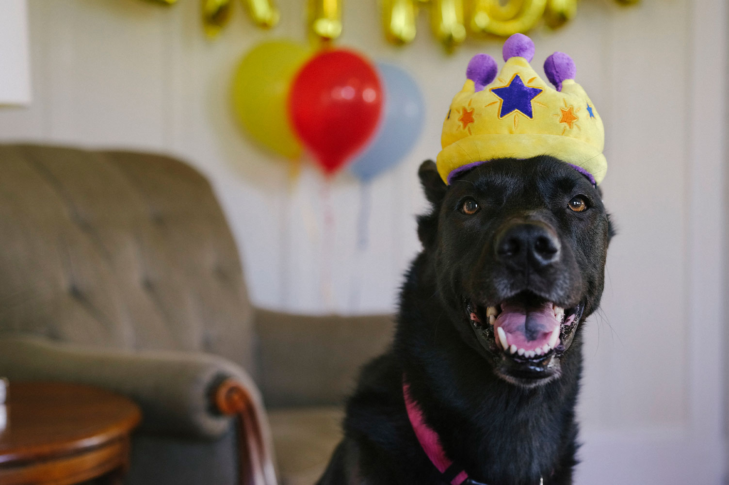 Party Time Canine Crown - Image 3
