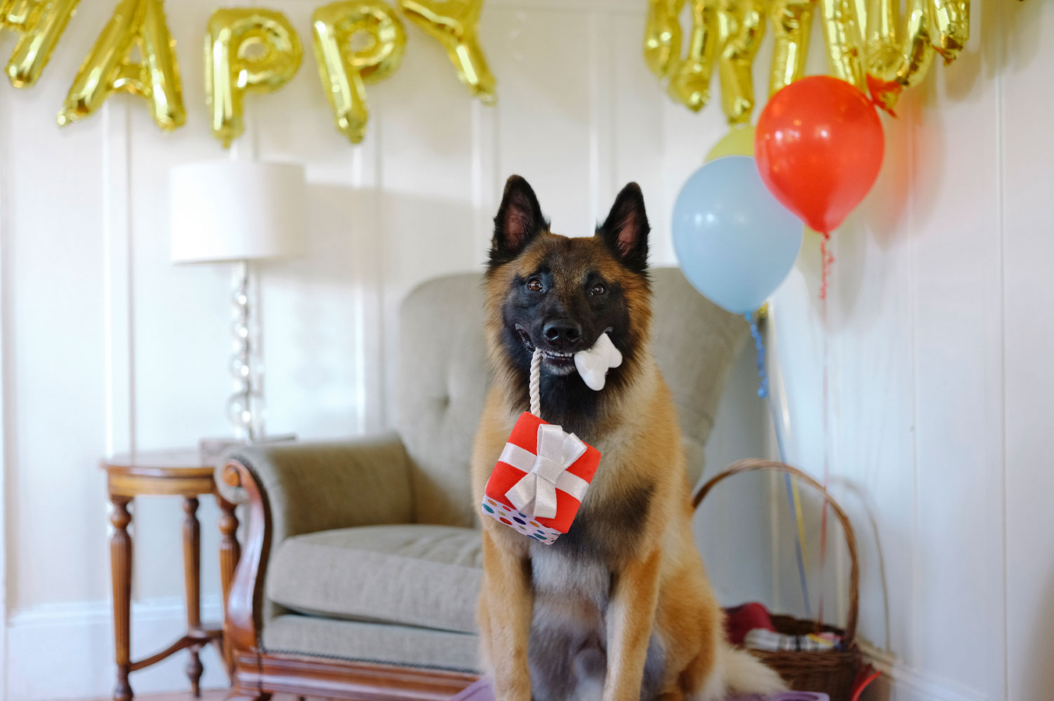 Party Time Pawfect Present - Image 3