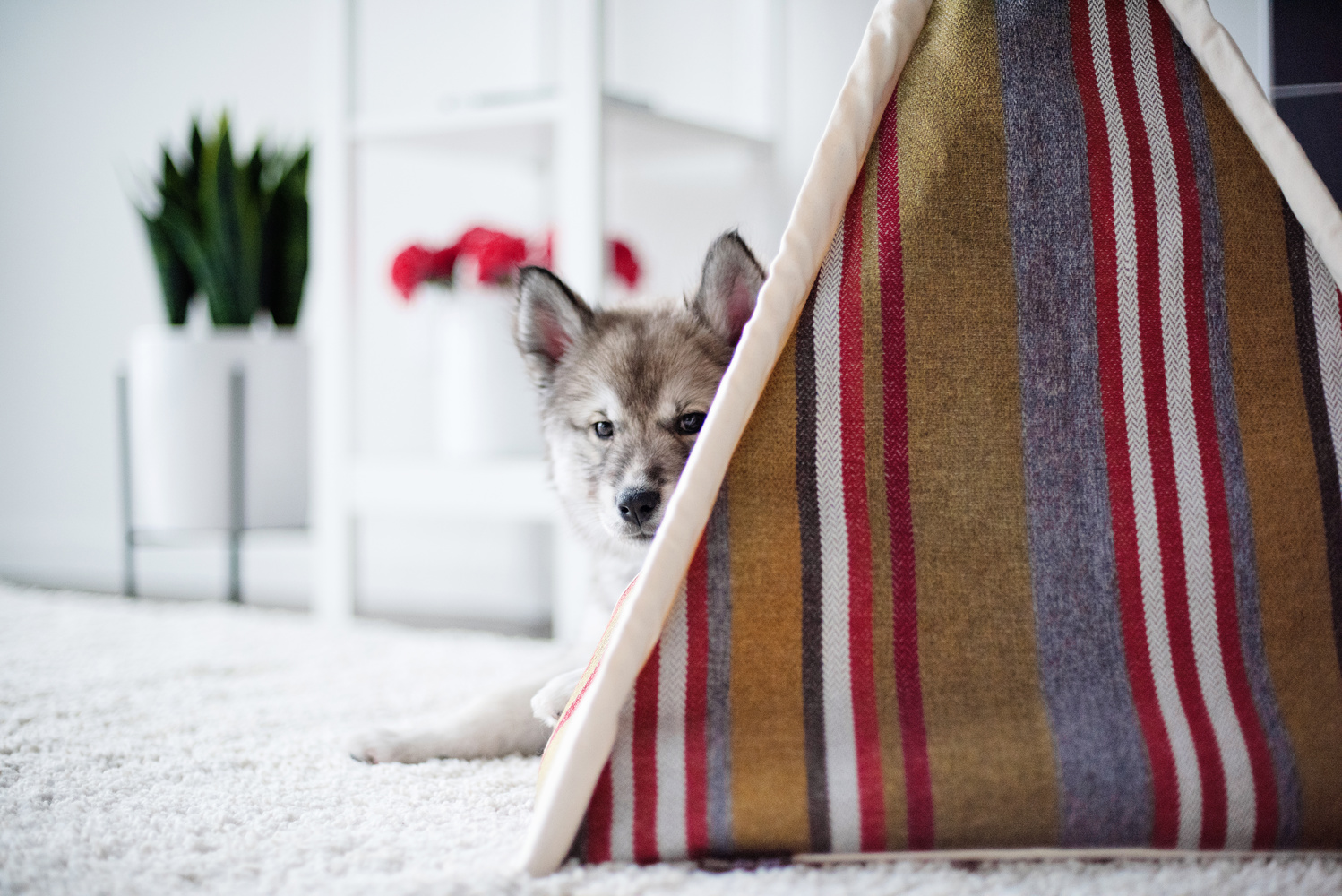 Woodland Horizon Pet Teepee - Image 3