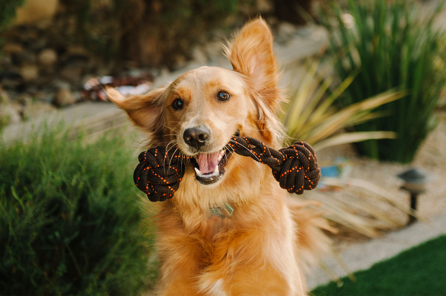 Scout & About Barbell Rope Dog Toy - Image 2