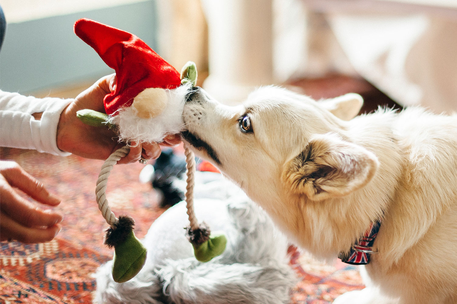 Willow's Mythical Ned the Gnome - Image 3