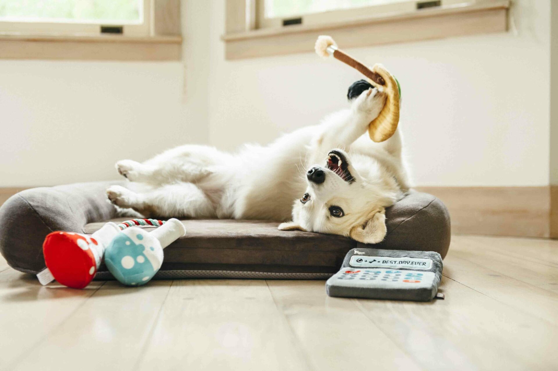 Back to School Puppy's Palette - Image 3