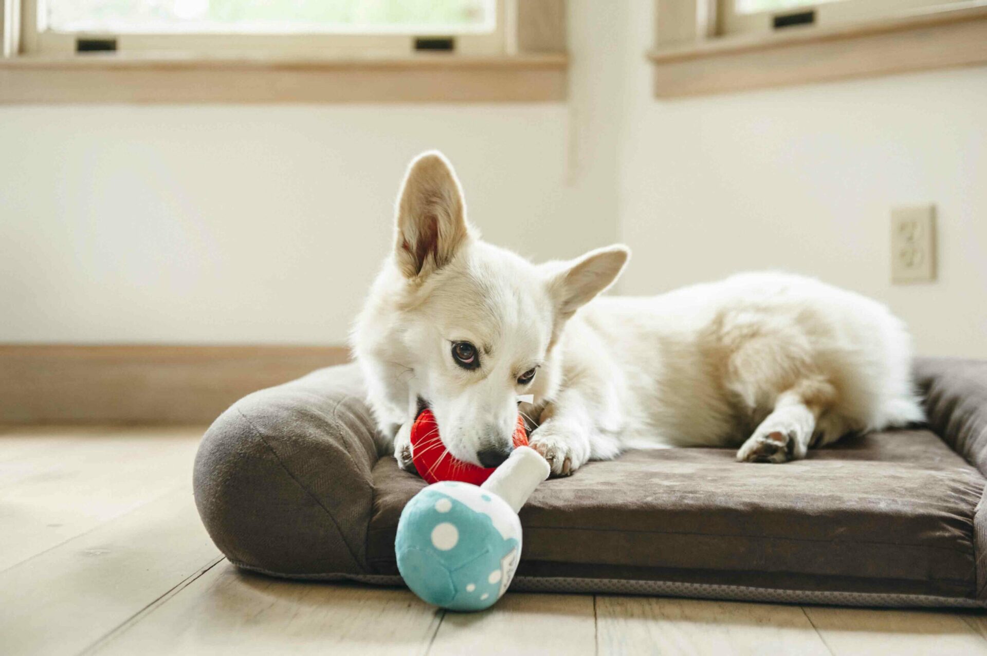 Back to School Barking Beakers - Image 3