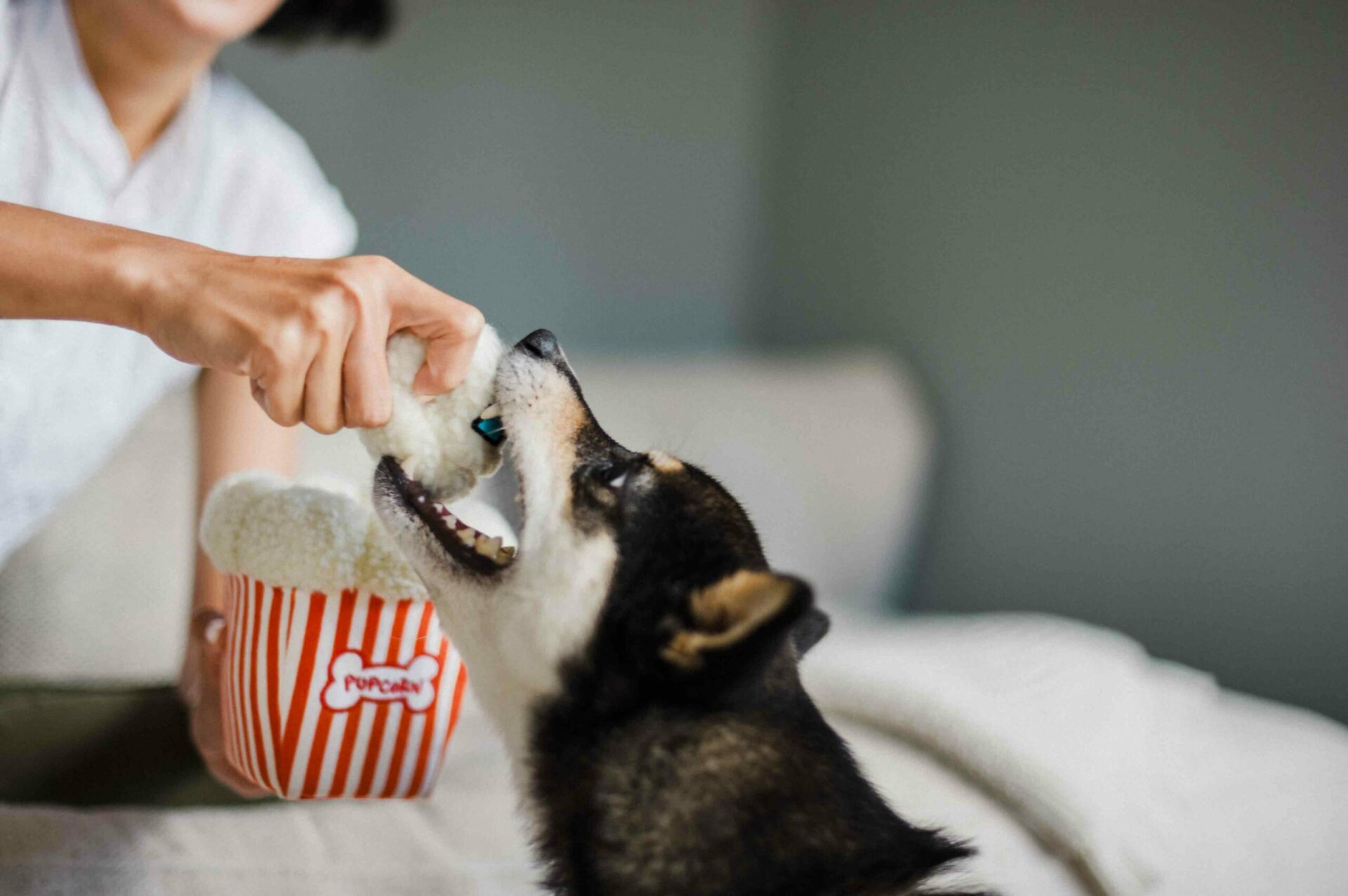 Hollywoof Cinema Poppin’ Pupcorn - Image 4