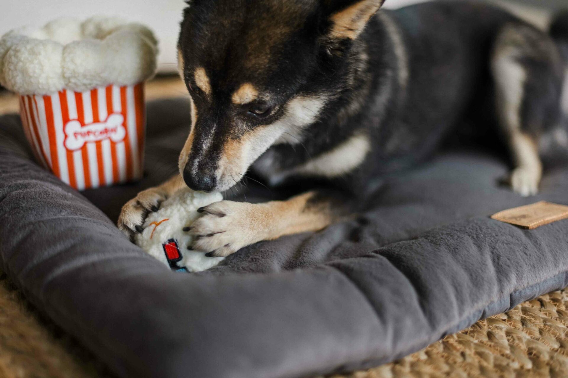 Hollywoof Cinema Poppin’ Pupcorn - Image 5