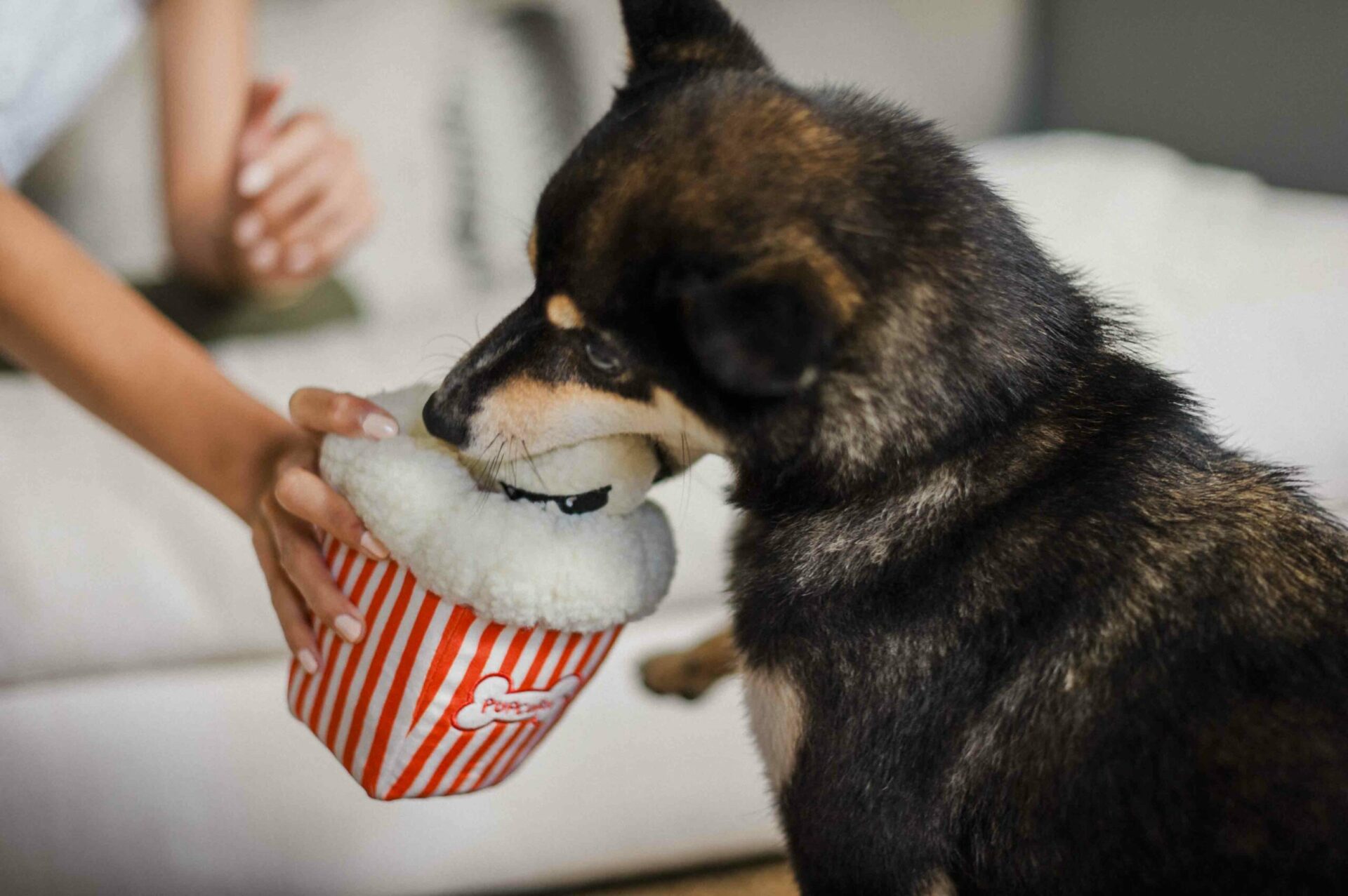 Hollywoof Cinema Poppin’ Pupcorn - Image 6