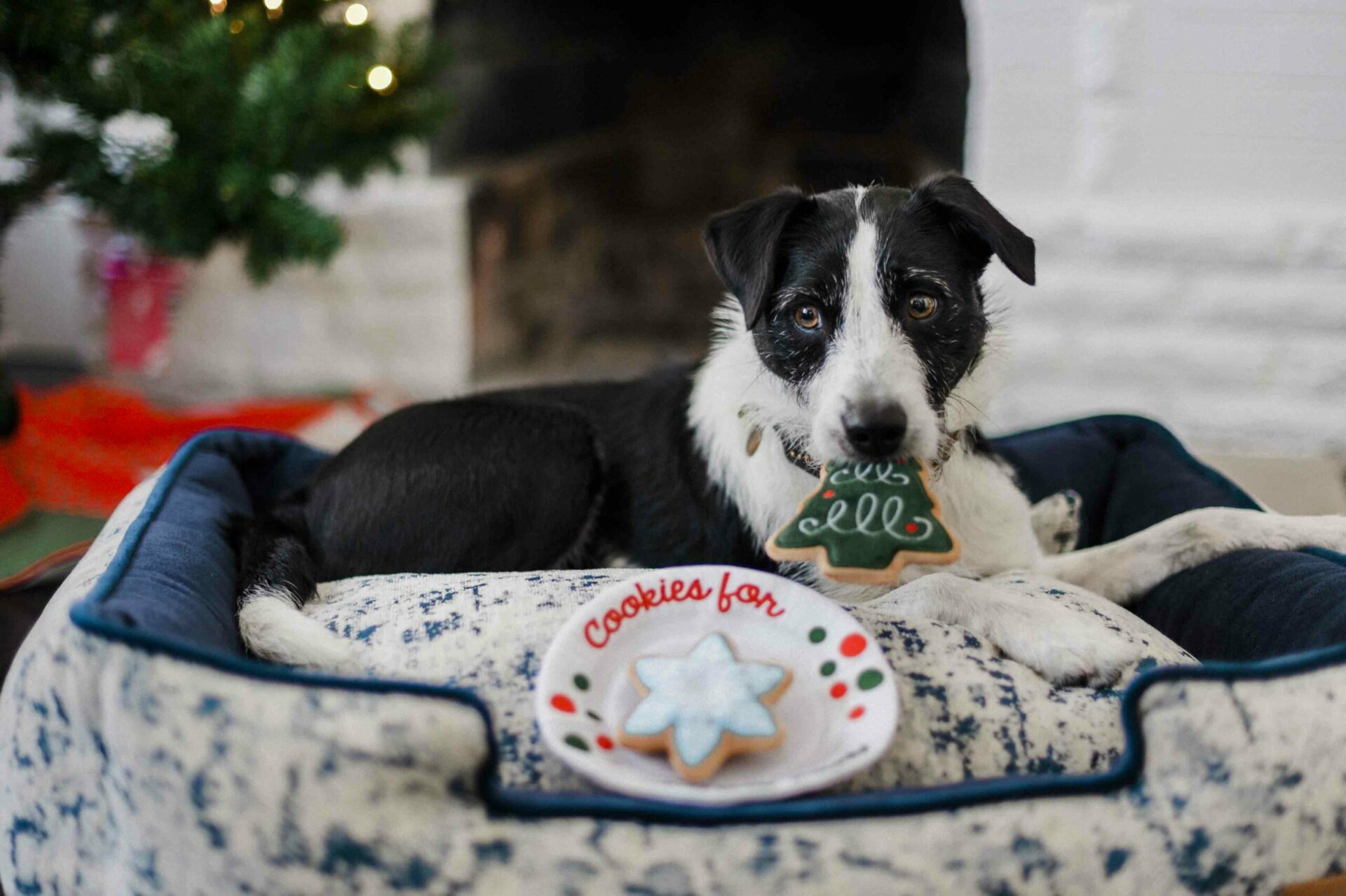 Merry Woofmas Christmas Eve Cookies - Image 3