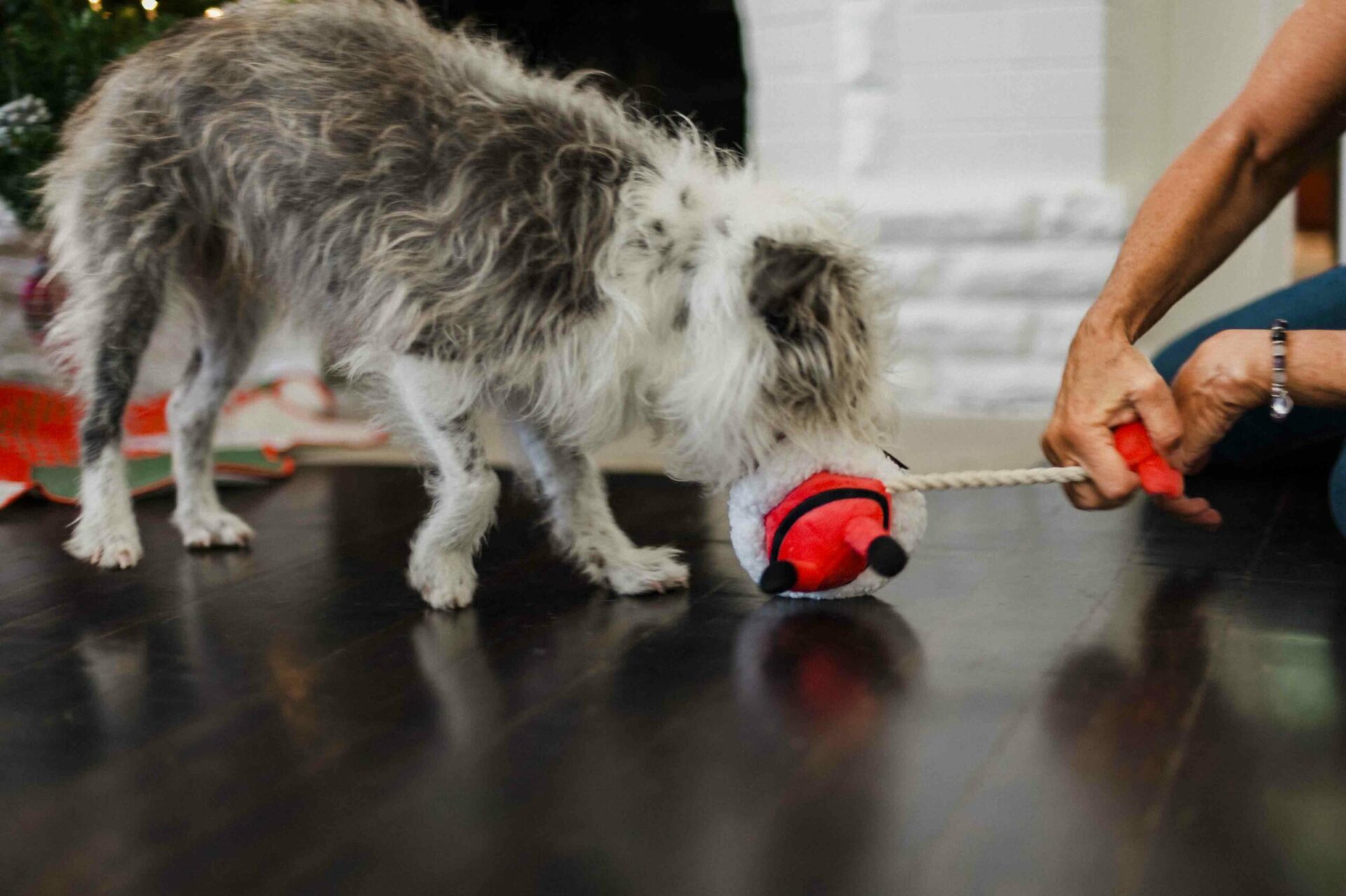 Merry Woofmas Clumsy Claus - Image 3