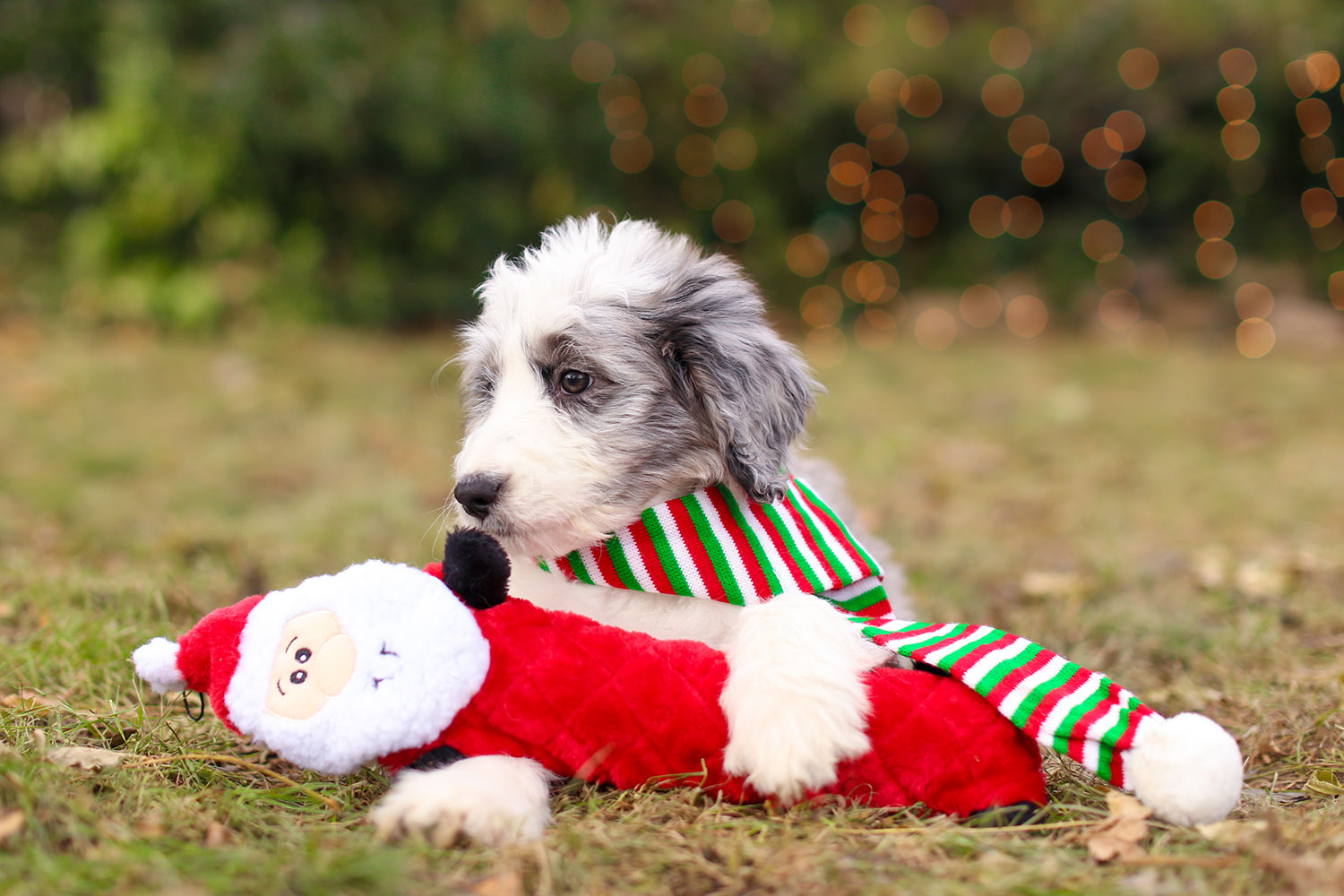 Holiday Jigglerz® - Santa - Image 2