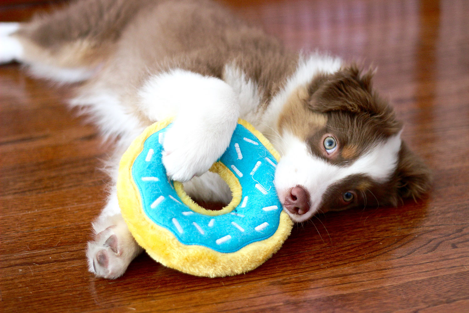 Donutz - Blueberry - Image 6