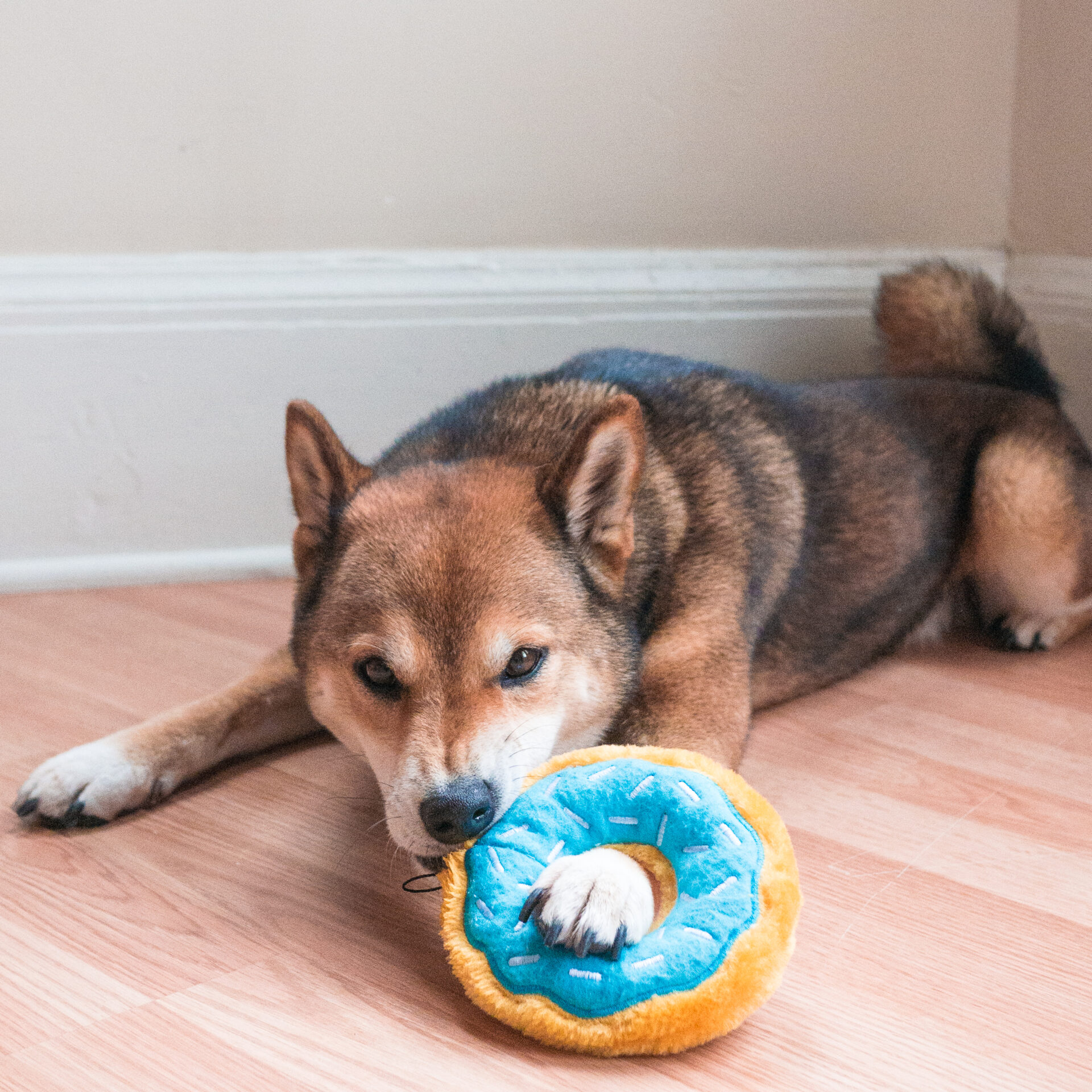 Junior Donutz - Blueberry - Image 2