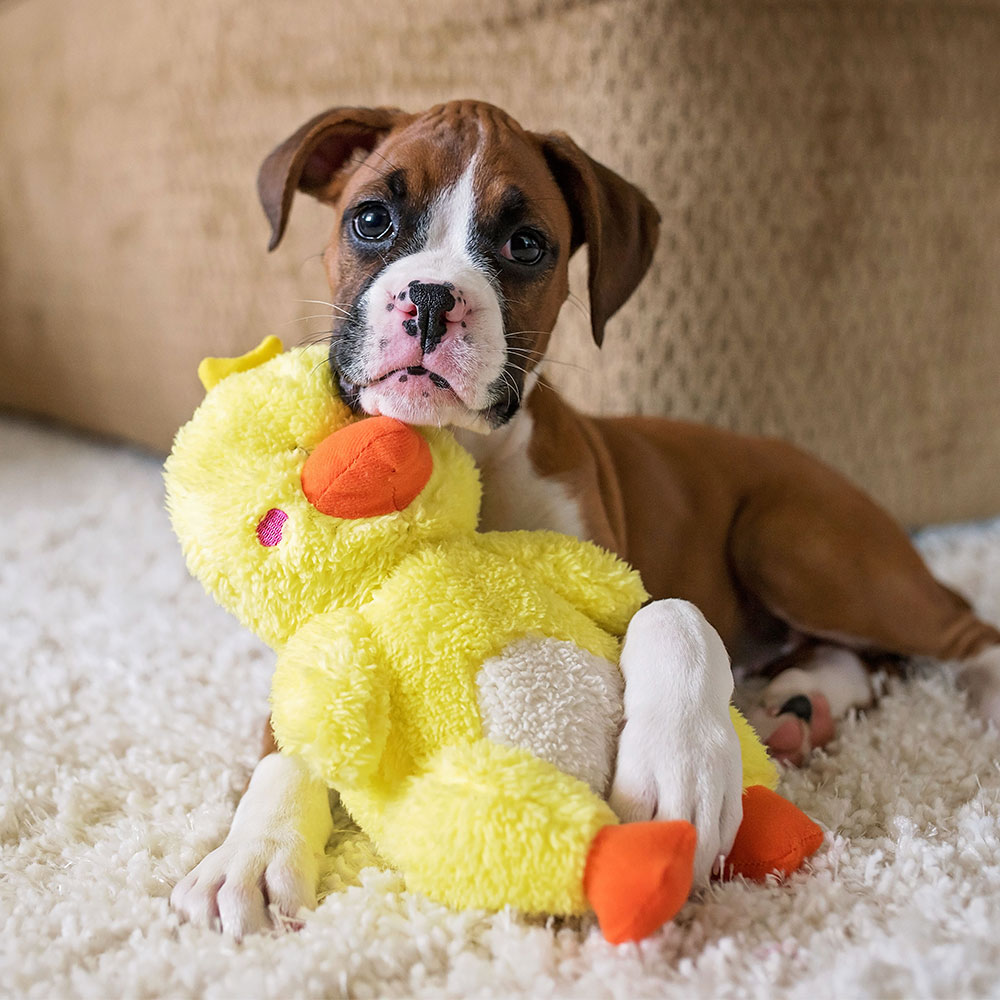 Cheeky Chumz - Duck - Image 2