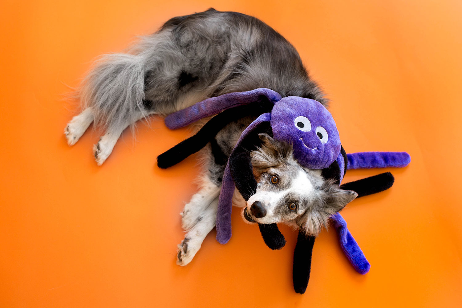 Halloween Grunterz - Purple Spider - Image 4