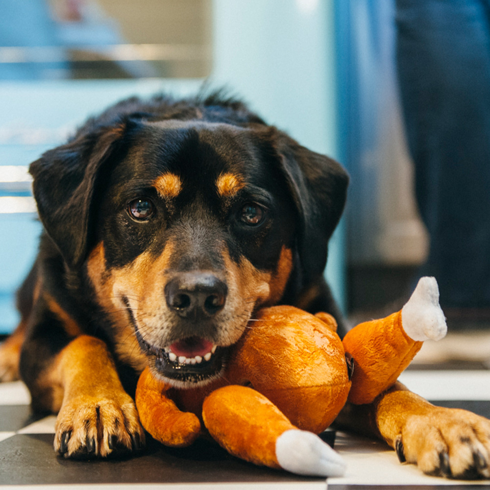 Holiday Classic Hound Turkey - Image 3