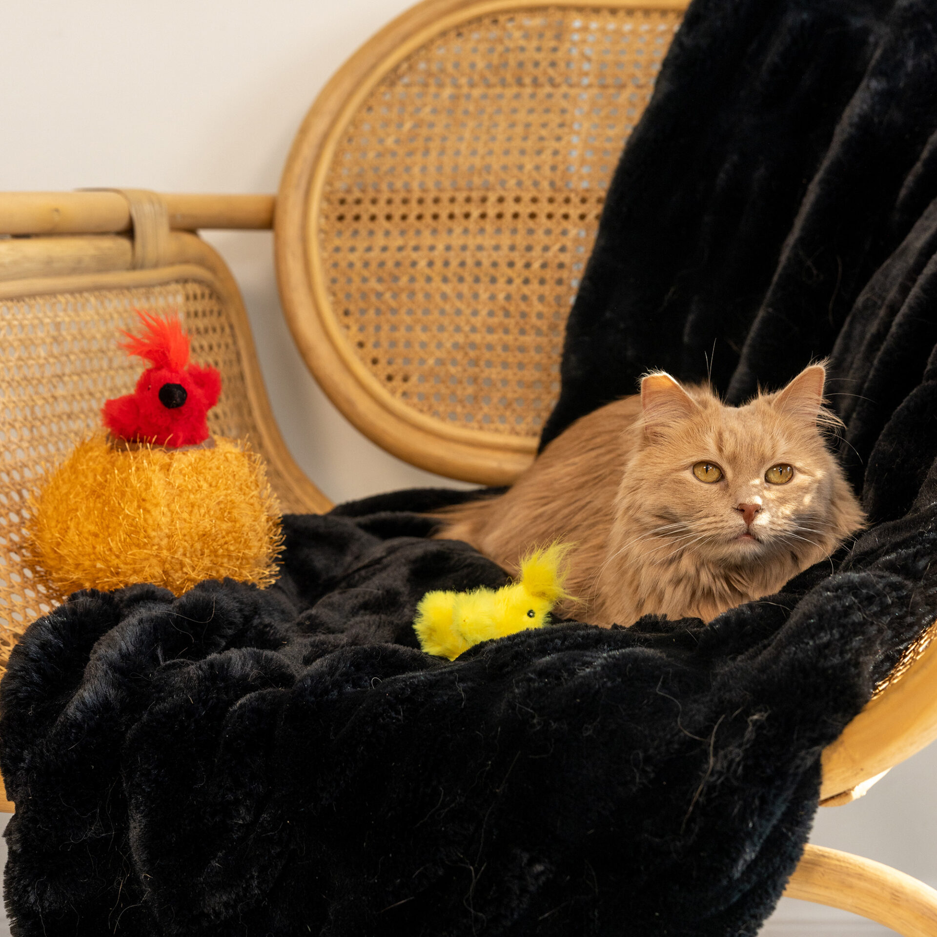 ZippyClaws® Burrow® - Birds in Nest - Image 3